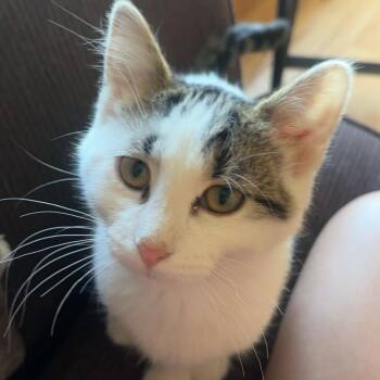 Rescue Domestic Short Hair Cats for Adoption in Rochester, Minnesota - Toby | PetCurious
