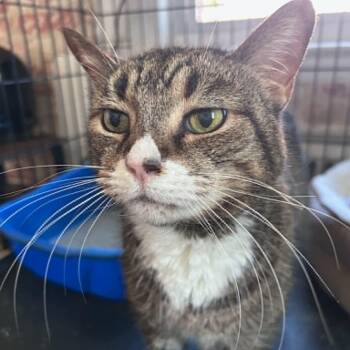 Sasha (Lap cat senior) -  Tabby Cat for Adoption in Huntington, New York - Sasha (Lap Cat Senior) | PetCurious