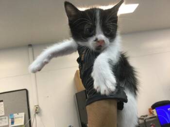A1935337 -  Domestic Short Hair Cat for Adoption in Thousand Palms, California - A1935337 | PetCurious