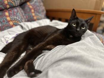 Spike -  Domestic Short Hair Cat for Adoption in Richmond, Virginia - Spike | PetCurious