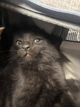 Blackberry -  Domestic Short Hair Cat for Adoption in Chamblee, Georgia - Blackberry | PetCurious