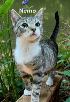 Tabby Cats Available for Adoption - Nemo | PetCurious