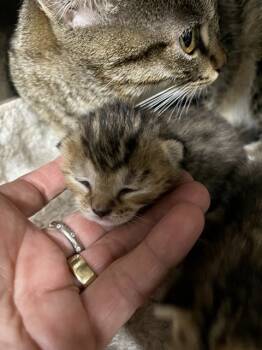 Rescue Domestic Short Hair Cats for Adoption in Chester, South Carolina - LOUIS VUITTON | PetCurious