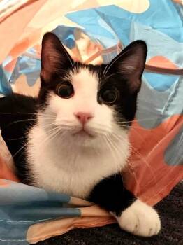 Rescue Domestic Short Hair Cats for Adoption in Chicago, Illinois - Crepe | PetCurious