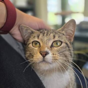 Lulu -  Domestic Short Hair Cat Available for Adoption in New Hope, Pennsylvania - Lulu | PetCurious