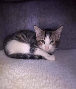 Rescue Domestic Long Hair Cats for Adoption in Albany, Wisconsin - Sal | PetCurious