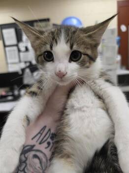 DAVE -  Domestic Short Hair Cat for Adoption in Aliquippa, Pennsylvania - DAVE | PetCurious