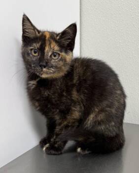Lainey -  Tortoiseshell Cat for Adoption in Hornell, New York - Lainey | PetCurious