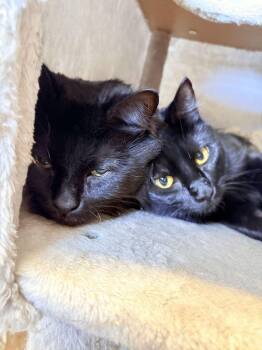 CONNOR -  Domestic Medium Hair Cat for Adoption in Athens, Alabama - CONNOR | PetCurious