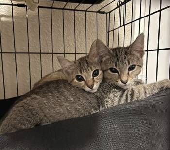 Archie -  Domestic Short Hair Cat for Adoption in Kimberlin Heights, Tennessee - Archie | PetCurious