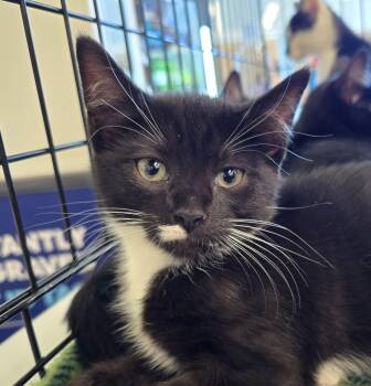 Cirie -  Domestic Short Hair Cat for Adoption in Rossville, Maryland - Cirie | PetCurious