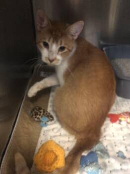 Rescue Domestic Short Hair Cats for Adoption in Parma, Ohio - Addie | PetCurious