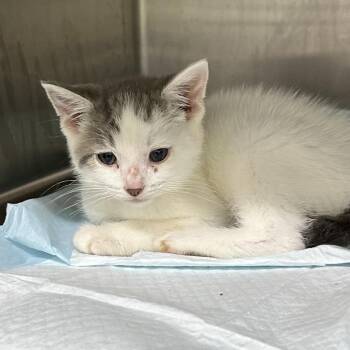 Mas -  Domestic Short Hair Cat for Adoption in Corbin, Kentucky - Mas | PetCurious