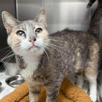 Mama Socks UC0726-52 -  Domestic Short Hair Cat for Adoption in Salt Lake City, Utah - Mama Socks UC0726-52 | PetCurious