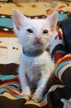 Rescue Domestic Short Hair Cats for Adoption in Camden, South Carolina - Duffle (Available For Pre-adoption) | PetCurious