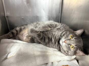 Finn -  Domestic Short Hair Cat for Adoption in New York, New York - Finn | PetCurious