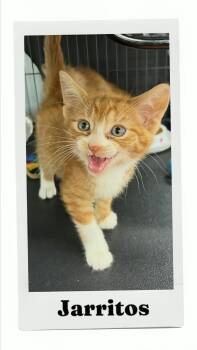 Jarritos -  Domestic Short Hair Cat for Adoption in Caistor Centre, Ontario - Jarritos | PetCurious