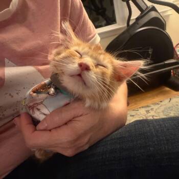 Domestic Medium Hair and Maine Coon Cats Available for Adoption in Silver Spring, Maryland - Sparkle | PetCurious