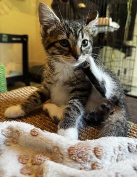 Domestic Short Hair Cats Available for Adoption in Austin, Texas - Jupiter | PetCurious