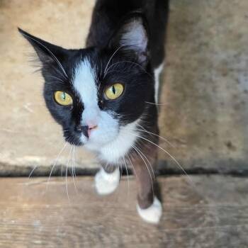 Rescue Domestic Short Hair Cats for Adoption in Lyle, Minnesota - Kiki | PetCurious