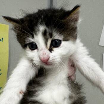 Plankton -  Domestic Medium Hair and Domestic Short Hair Cat for Adoption in Concord, North Carolina - Plankton | PetCurious