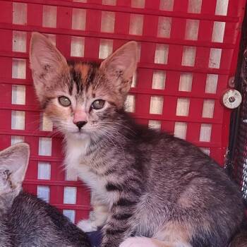 SELENA -  Domestic Short Hair Cat for Adoption in San Antonio, Texas - SELENA | PetCurious