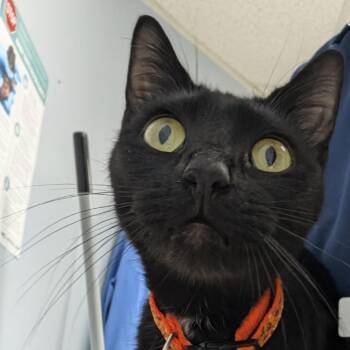 Binx -  Domestic Short Hair Cat for Adoption in Indianapolis, Indiana - Binx | PetCurious