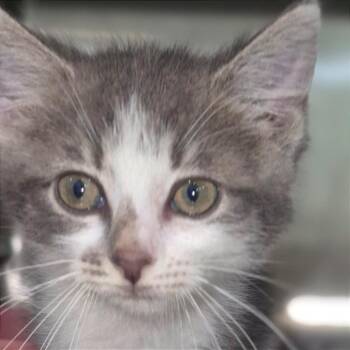 Isabelle -  Domestic Short Hair Cat for Adoption in Chapel Hill, North Carolina - Isabelle | PetCurious