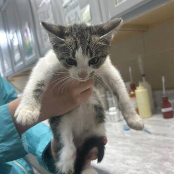 TAYLOR -  Domestic Short Hair Cat for Adoption in Lewisburg, West Virginia - TAYLOR | PetCurious