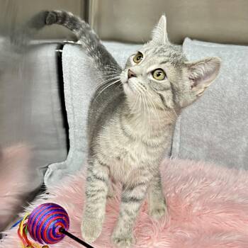 Opal -  Domestic Short Hair Cat for Adoption in St. Louis, Missouri - Opal | PetCurious