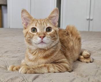 Flapjack -  Domestic Short Hair Cat for Adoption in Fairfax, Virginia - Flapjack | PetCurious