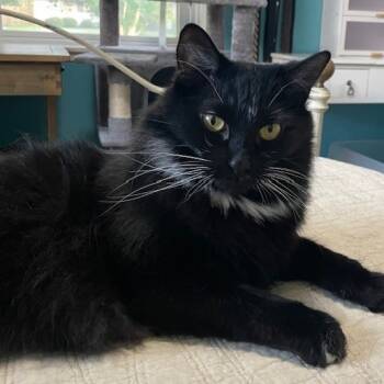 Rescue Domestic Long Hair Cats for Adoption in Houston, Texas - Winky | PetCurious