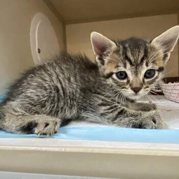 Domestic Short Hair Cats Available for Adoption in Westminster, California - David Letterman | PetCurious