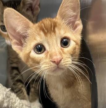 KENNY* -  Domestic Short Hair Cat for Adoption in Santa Cruz, California - KENNY* | PetCurious