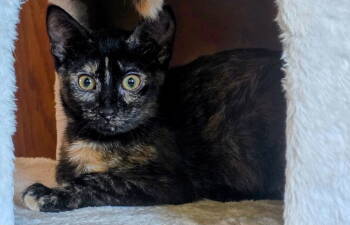 Rescue Tortoiseshell and Domestic Short Hair Cats for Adoption - Fourth Chorus | PetCurious