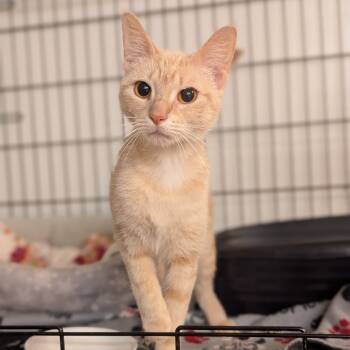 Rescue Domestic Short Hair Cats for Adoption - Aurora | PetCurious