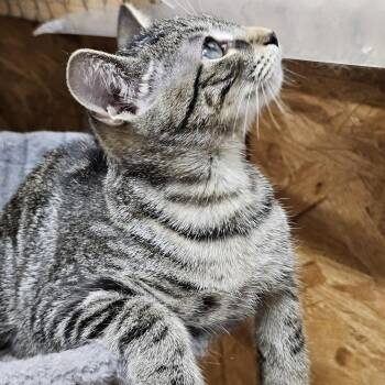 Billie Jean -  American Bobtail Cat for Adoption in Richmond, Virginia - Billie Jean | PetCurious