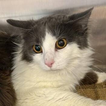Sekhmet -  Domestic Medium Hair Cat for Adoption in Lansing, Michigan - Sekhmet | PetCurious