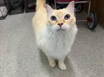 SIMBA -  Domestic Medium Hair and Domestic Short Hair Cat for Adoption in Loveland, Colorado - SIMBA | PetCurious
