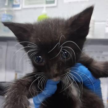 Penguin @ Azalea Square PetSmart -  Domestic Short Hair Cat for Adoption in Summerville, South Carolina - Penguin @ Azalea Square PetSmart | PetCurious