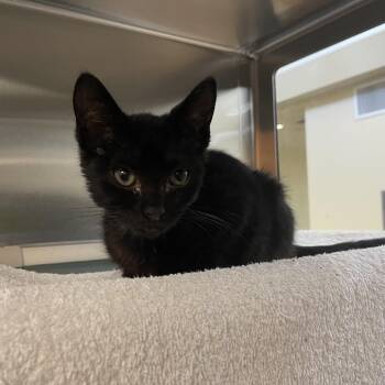 Meta -  Domestic Short Hair Cat for Adoption in Pasadena, California - Meta | PetCurious