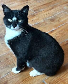 Osha -  Domestic Short Hair Cat for Adoption in Bardstown, Kentucky - Osha | PetCurious