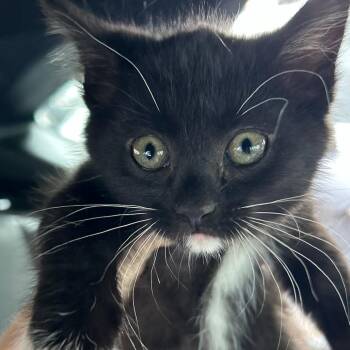 Sandy -  Domestic Short Hair Cat Available for Adoption in Knoxville, Tennessee - Sandy | PetCurious