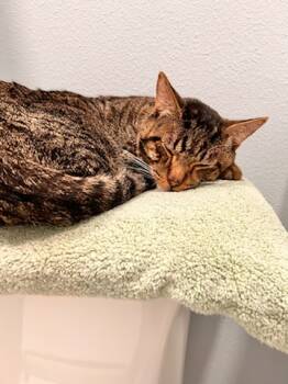 spice -  Tabby Cat for Adoption in Magnolia, Texas - Spice | PetCurious