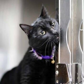 Dobby -  Domestic Short Hair Cat Available for Adoption in Atlanta, Georgia - Dobby | PetCurious