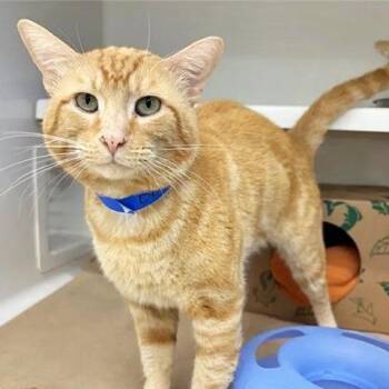 Orangie -  Domestic Medium Hair Cat for Adoption in Brentwood, Missouri - Orangie | PetCurious