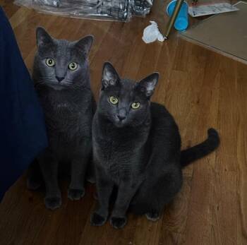 Domestic Short Hair and Russian Blue Cats Available for Adoption - Tuffy And Zinky  | PetCurious