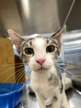 Dobby -  Domestic Short Hair Cat for Adoption in Corpus Christi, Texas - Dobby | PetCurious
