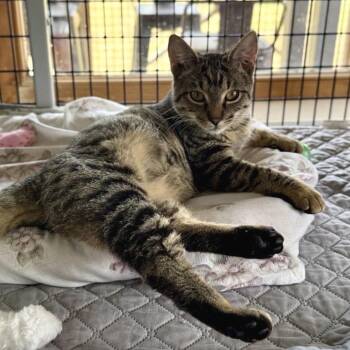 Domestic Short Hair Cats Available for Adoption in Freeport, Florida - Martini | PetCurious