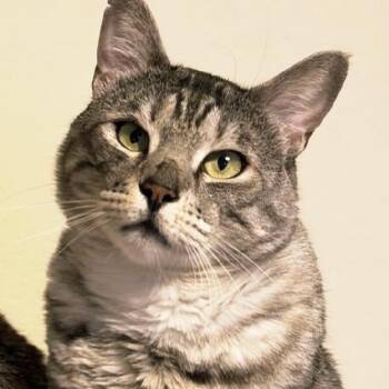 Nobu (GF) -  Tabby and Ragdoll Cat for Adoption in Los Angeles, California - Nobu (GF) | PetCurious